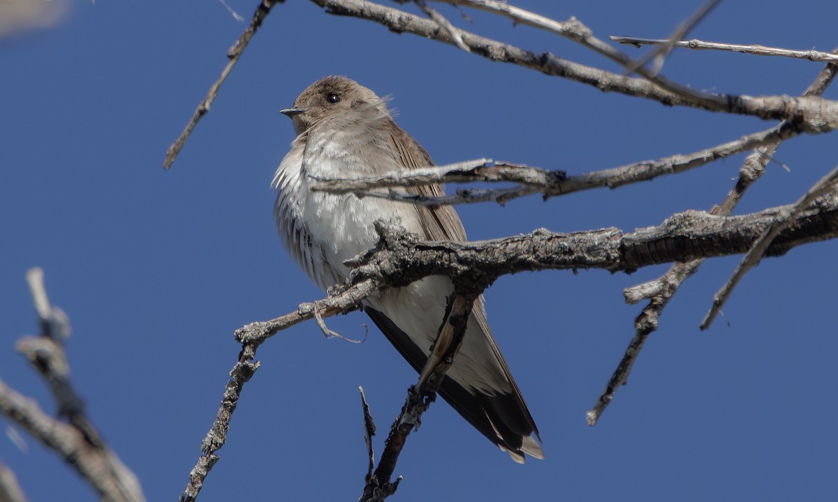 Northern Rough-winged Swallow - Steve Kelling