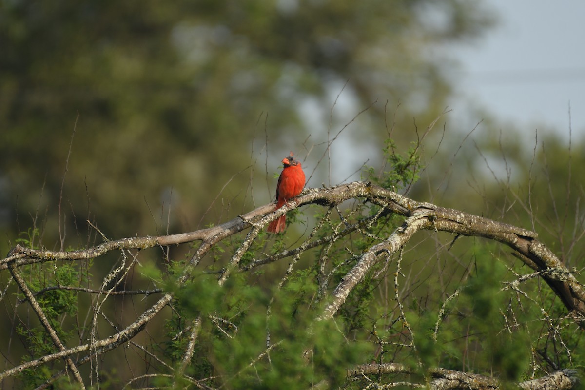 Cardinal rouge - ML618166527