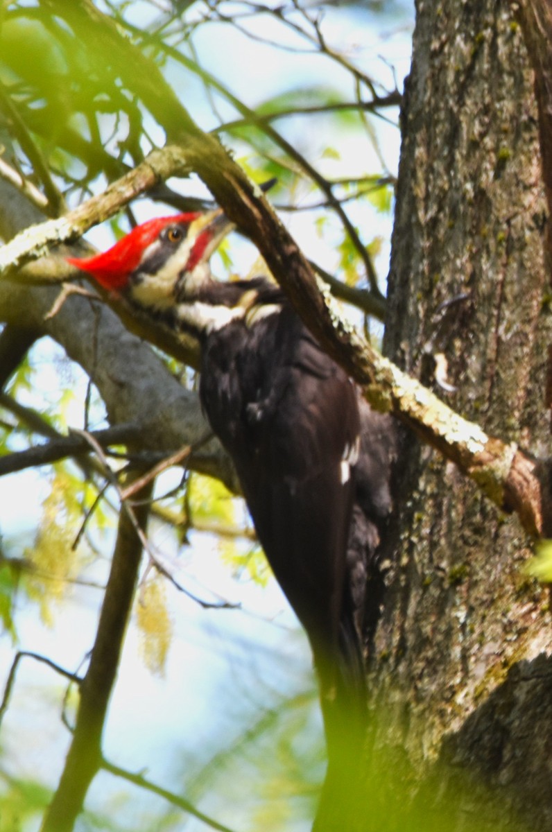 Pileated Woodpecker - Old Sam Peabody