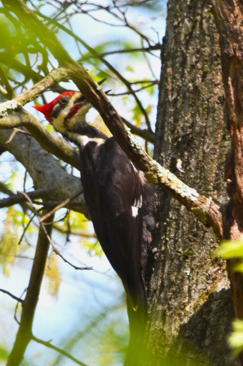Pileated Woodpecker - Old Sam Peabody