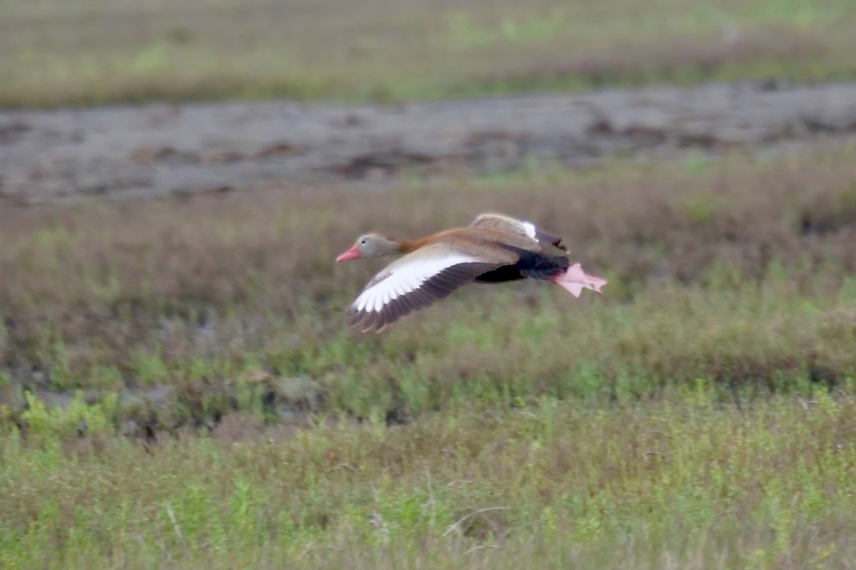 Black-bellied Whistling-Duck - Bruce & Lori Whitehouse