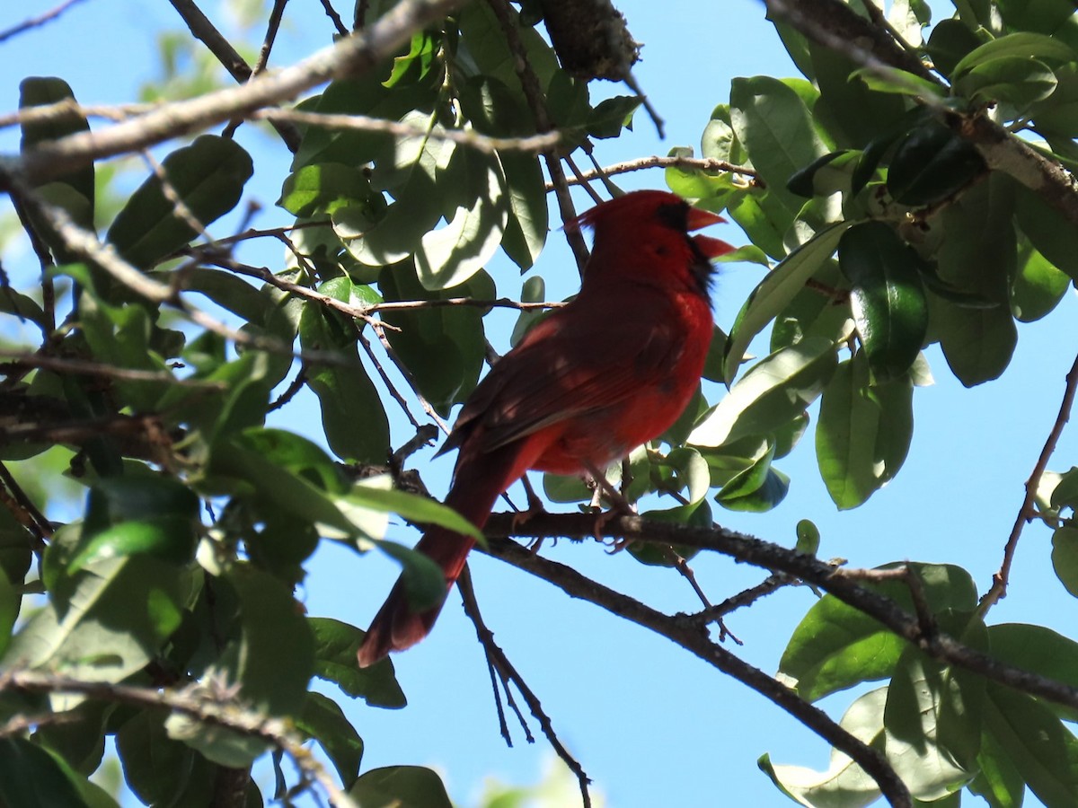 Cardinal rouge - ML618166577