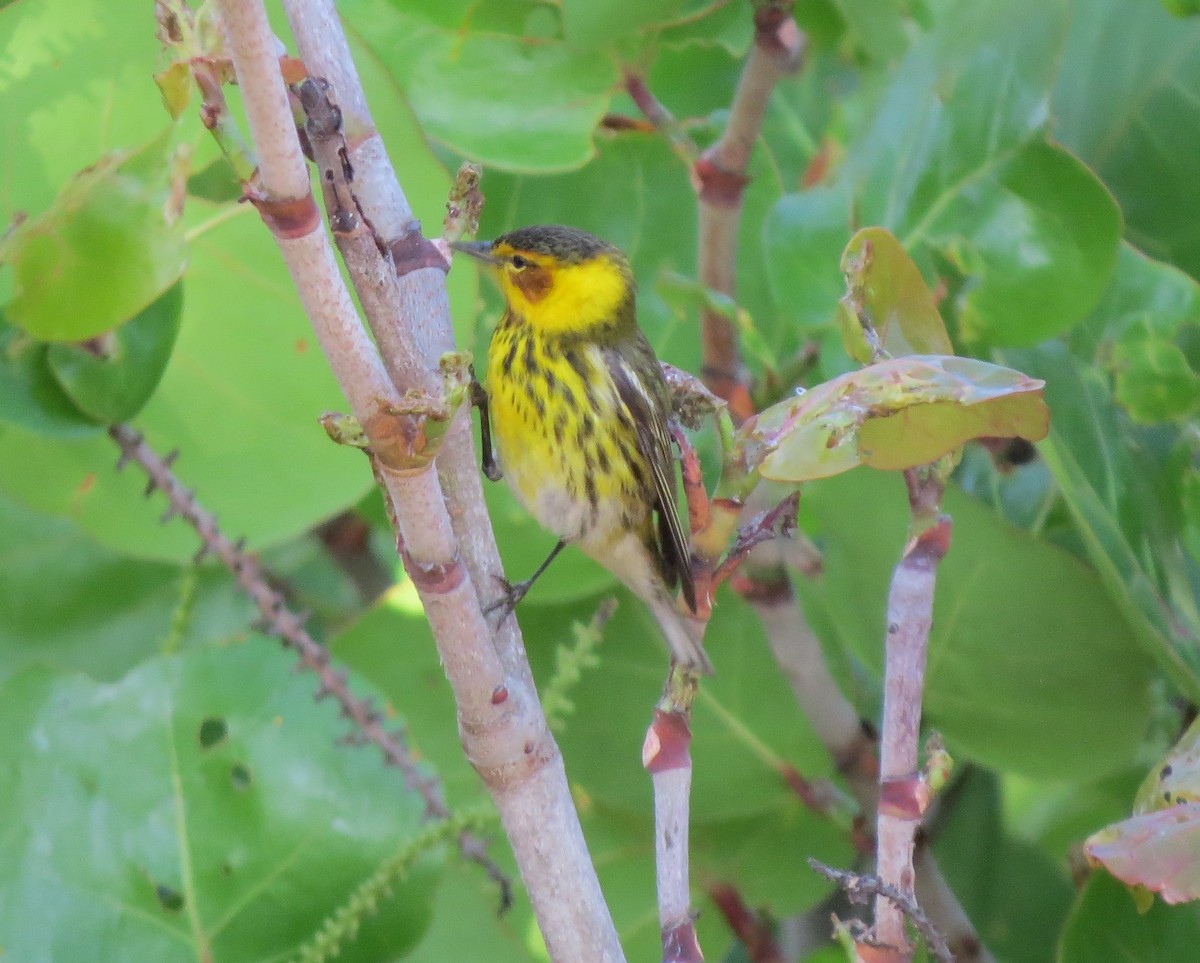 Cape May Warbler - ML618166579