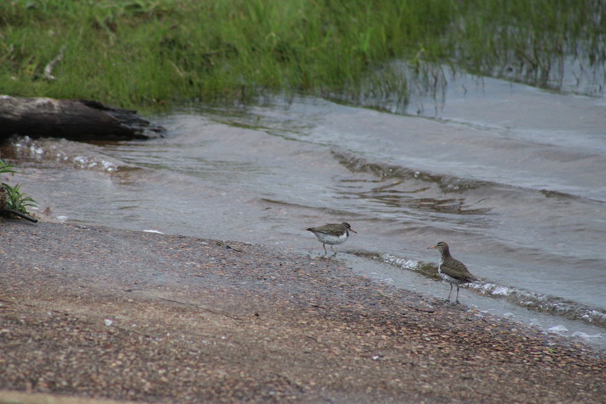 Spotted Sandpiper - Jerry Decker