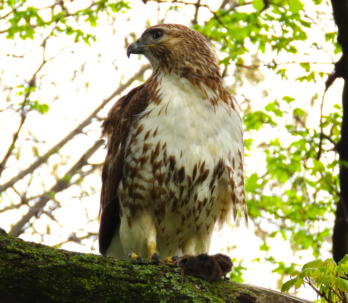 Red-tailed Hawk - ML618166623