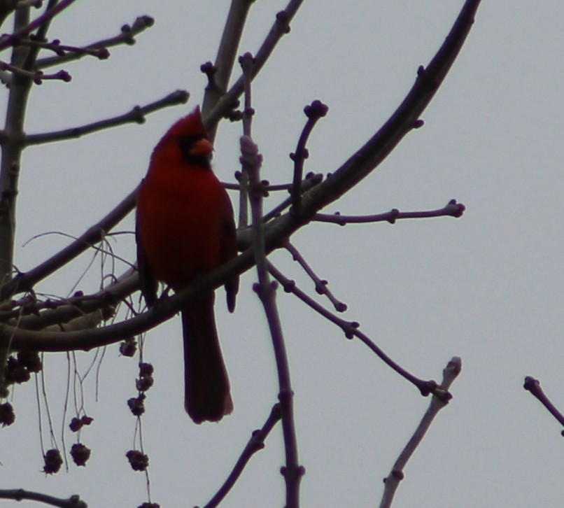 Northern Cardinal - lydia Harrisson