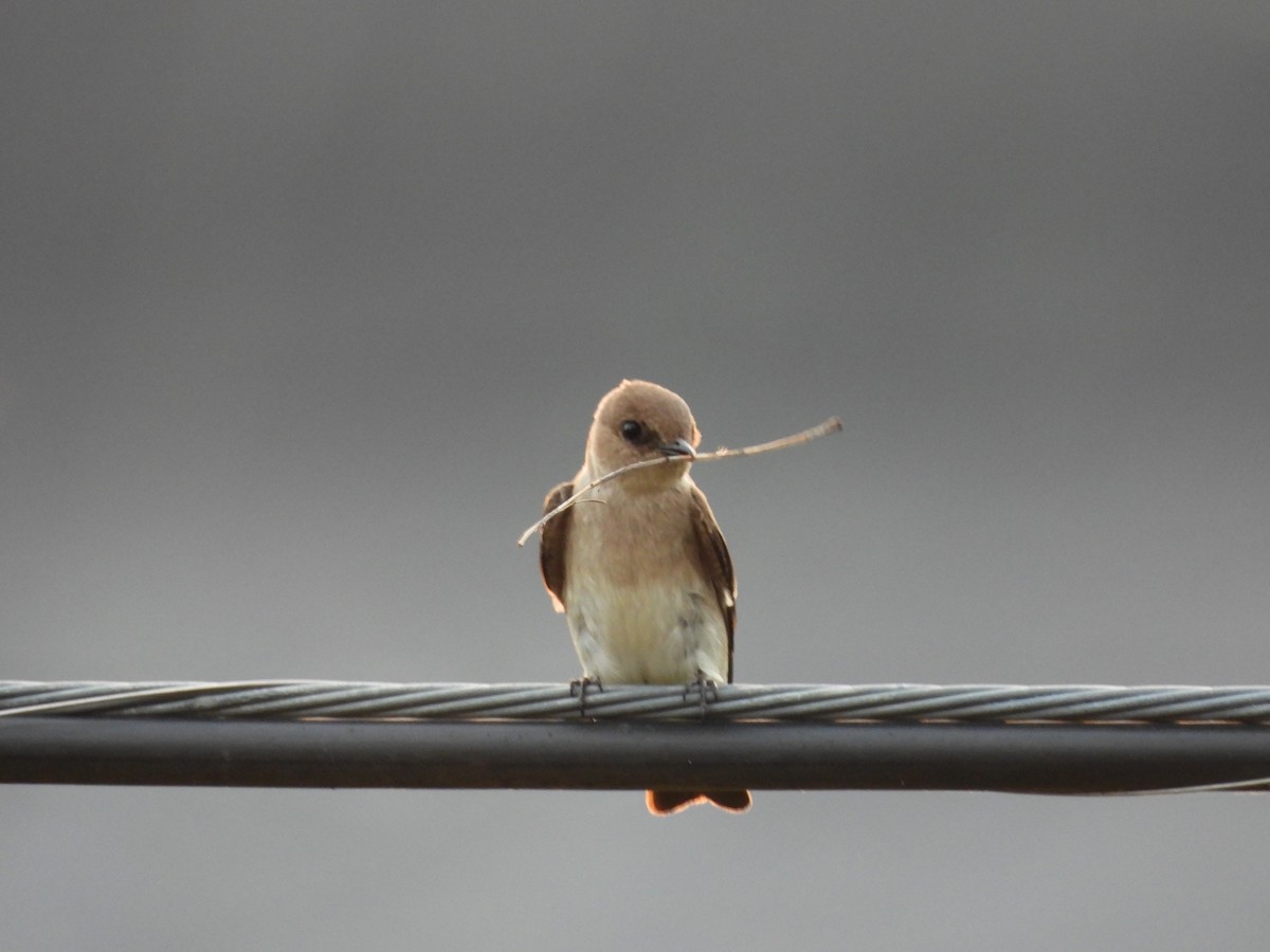 Northern Rough-winged Swallow - ML618166666