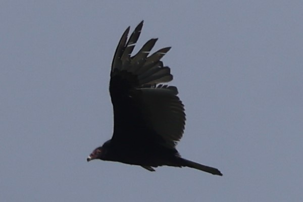 Turkey Vulture - ML618166681