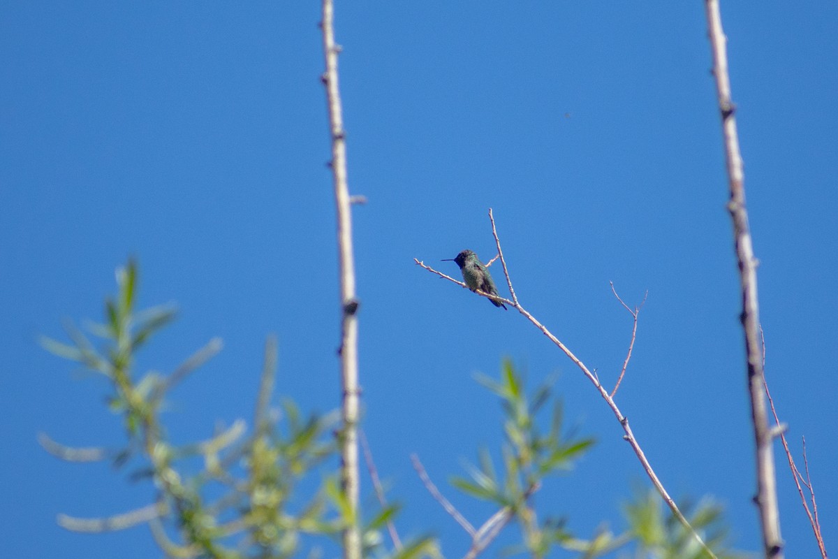 Anna's Hummingbird - ML618166682