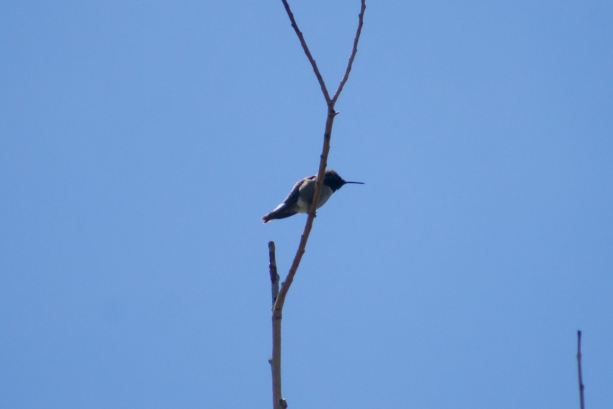 Anna's Hummingbird - ML618166683
