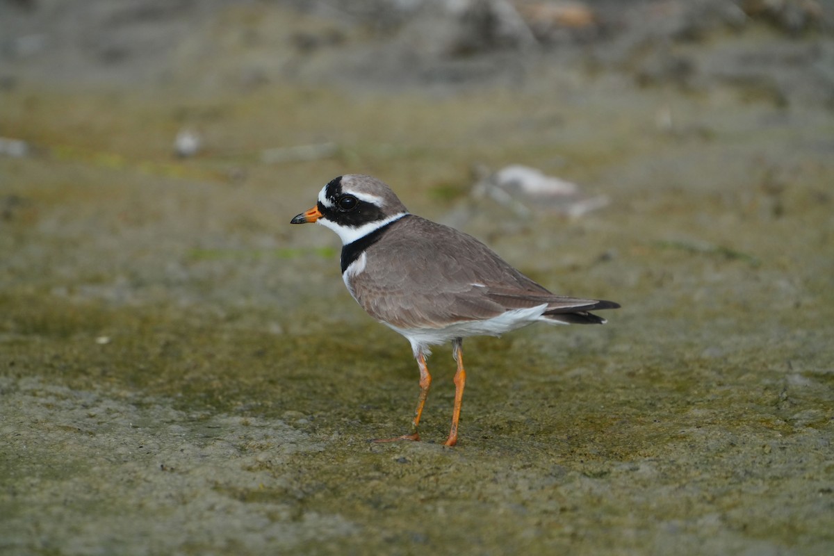 Common Ringed Plover - ML618166691