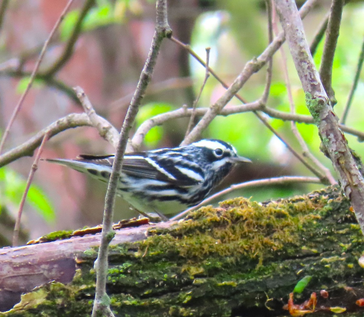 Black-and-white Warbler - ML618166697