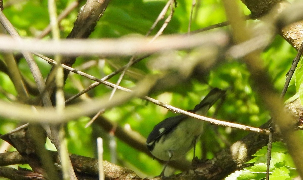Black-throated Blue Warbler - Fannie Courtier