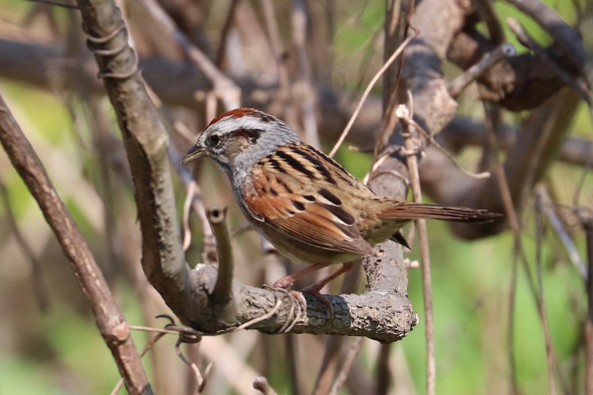 Swamp Sparrow - ML618166705