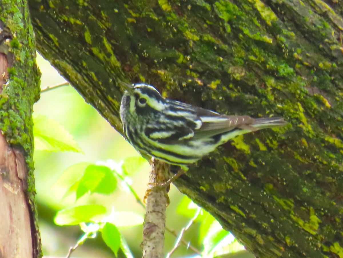 Black-and-white Warbler - Pat Sterbling
