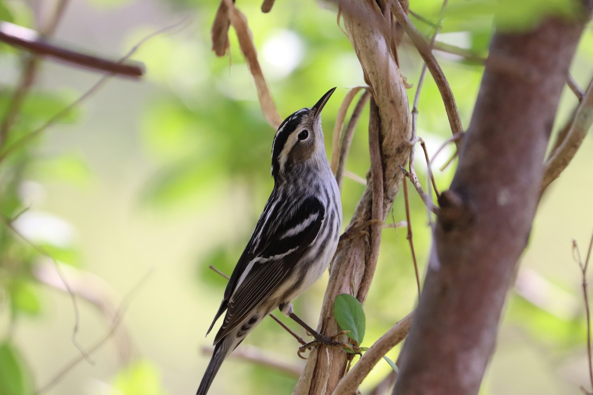 Black-and-white Warbler - ML618166725
