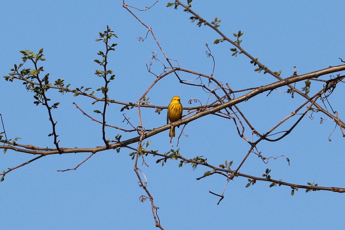 Yellow Warbler - Hailey Clancy