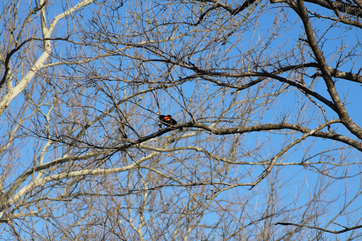 Red-winged Blackbird - Jerry Decker