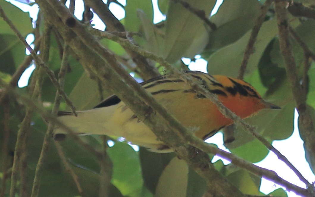 Yellow-throated Warbler - John Ruckdeschel