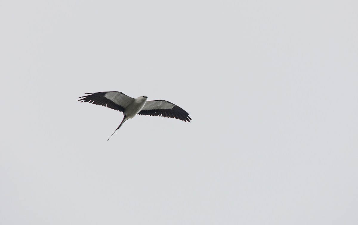Swallow-tailed Kite - ML618166827