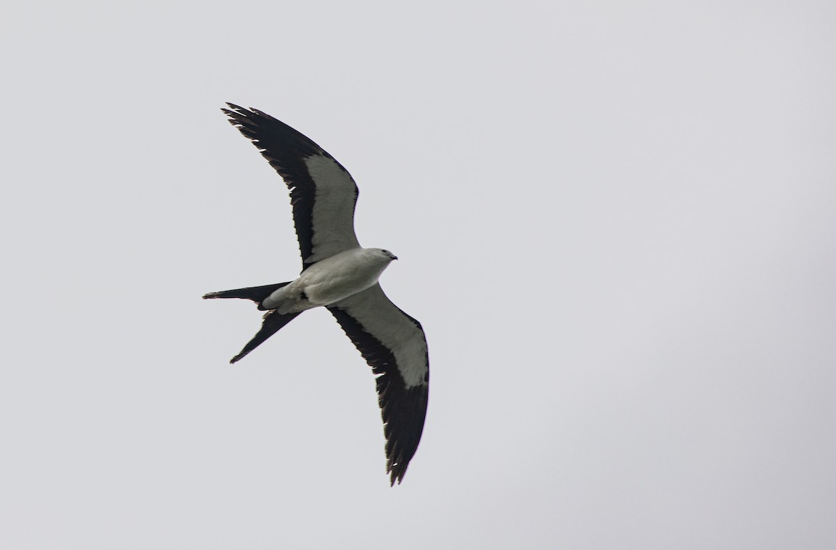 Swallow-tailed Kite - ML618166831