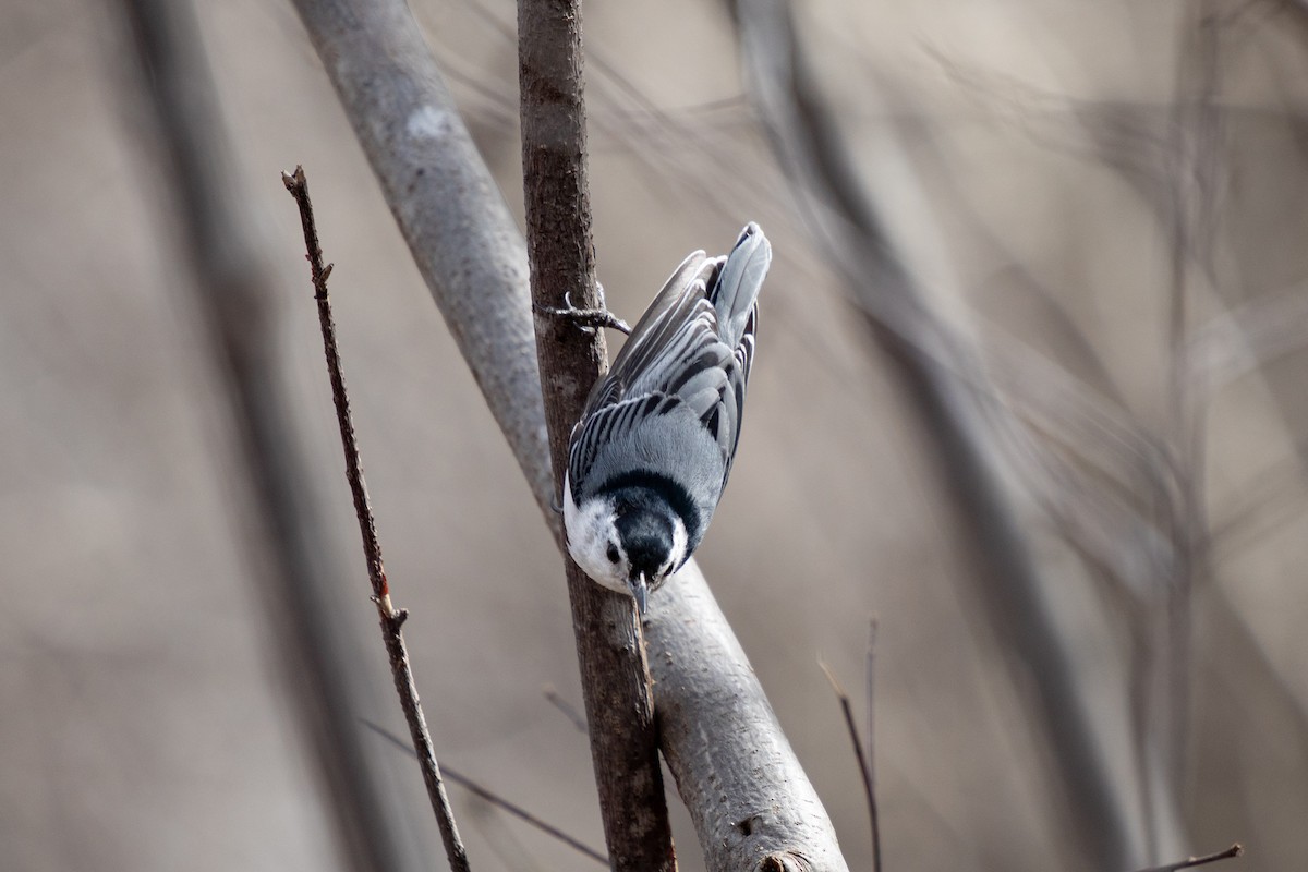 White-breasted Nuthatch - ML618166876