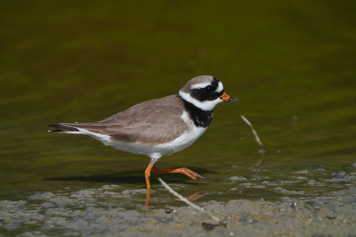 Common Ringed Plover - ML618166896