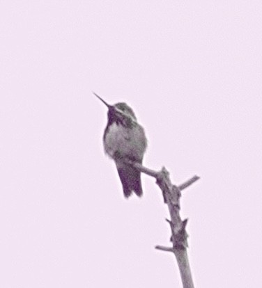 Calliope Hummingbird - ML618166955