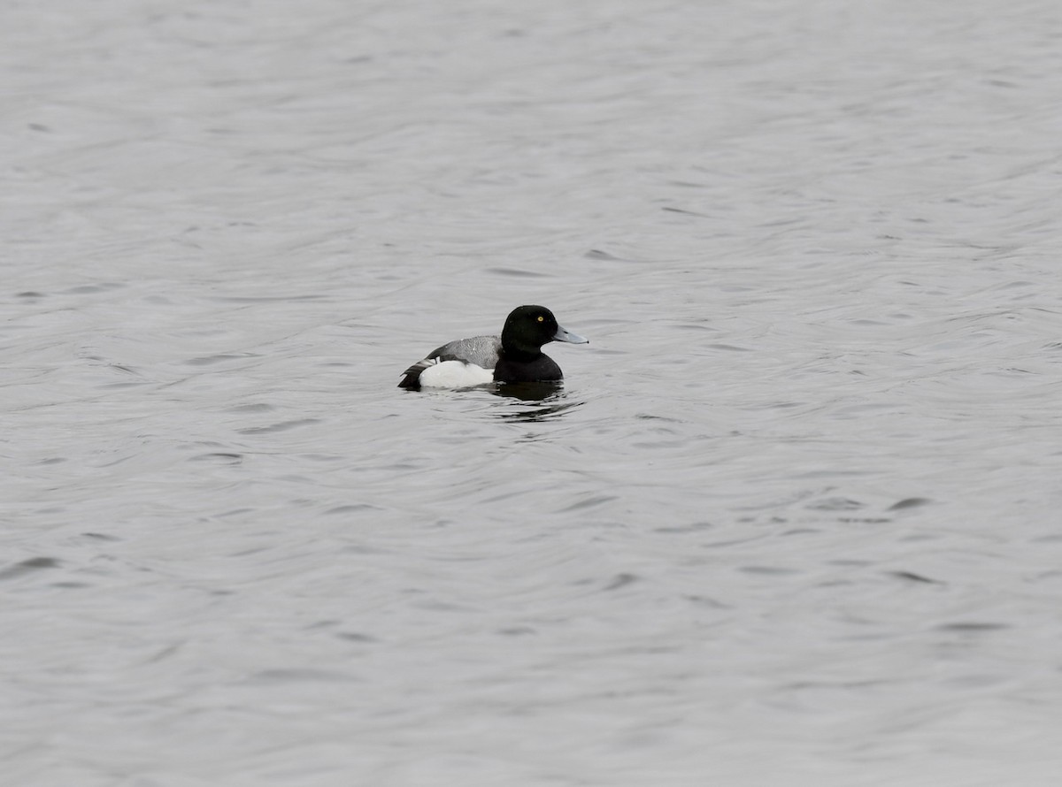 Greater Scaup - ML618166972