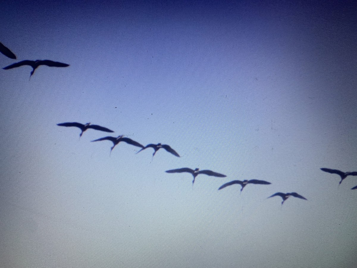 ibis hnědý - ML618166973