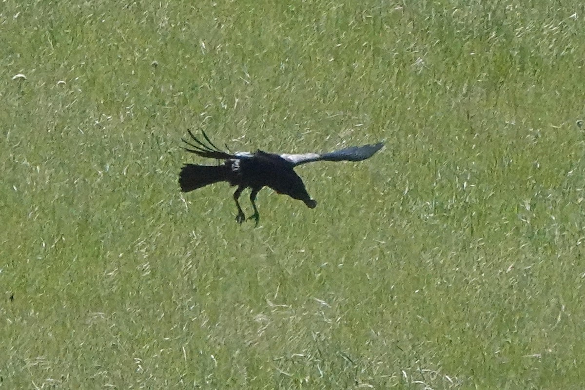 Common Raven - ML618166976