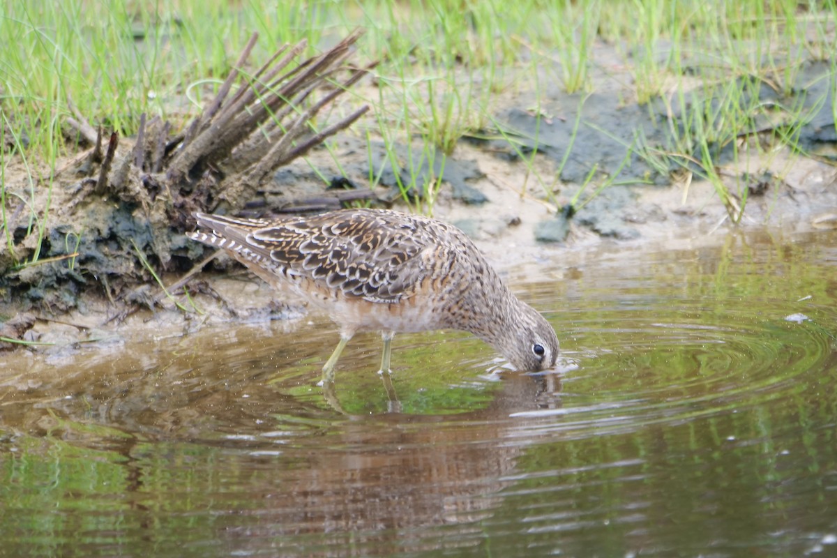 Long-billed Dowitcher - ML618166998