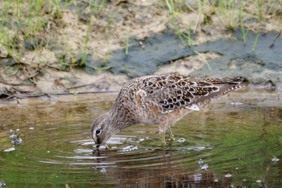 Long-billed Dowitcher - ML618166999