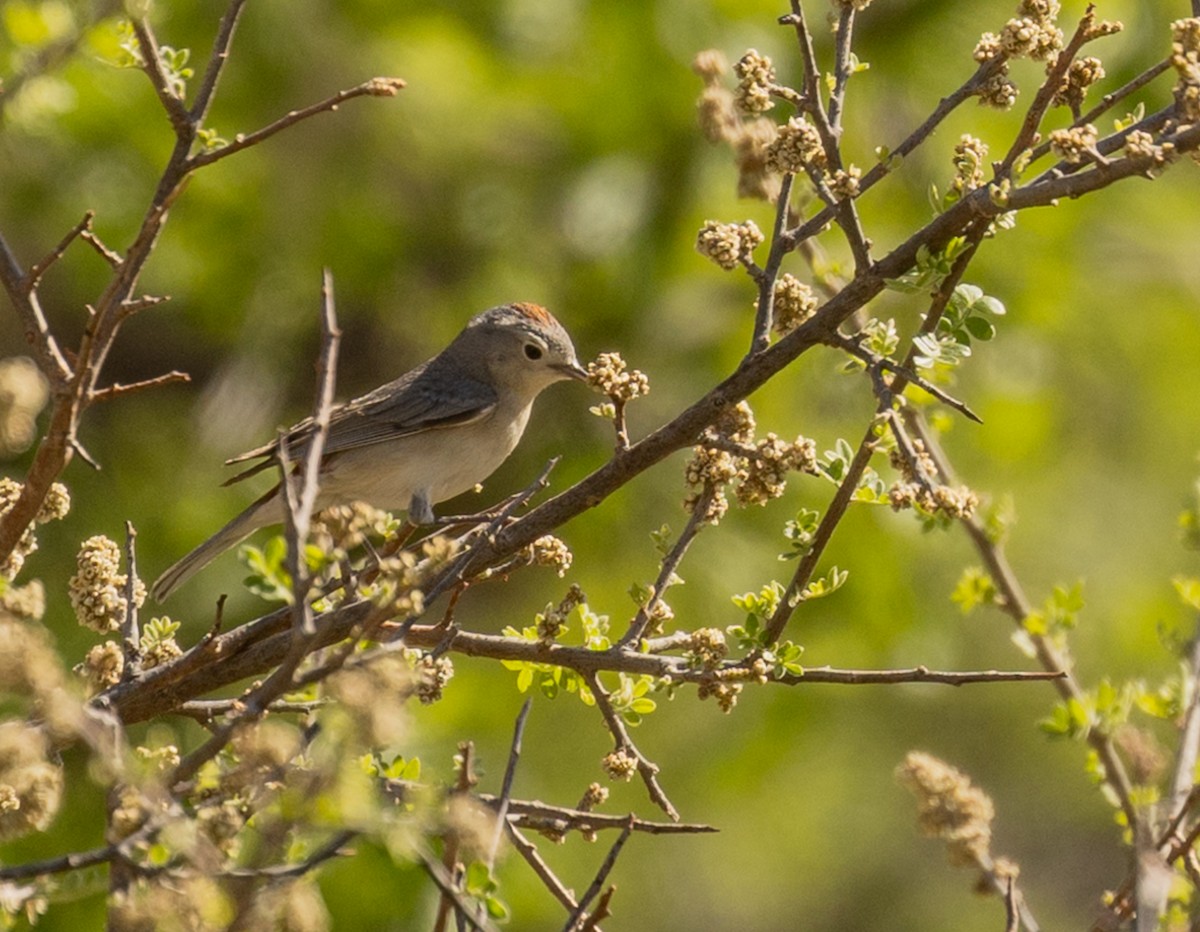 Lucy's Warbler - ML618167001