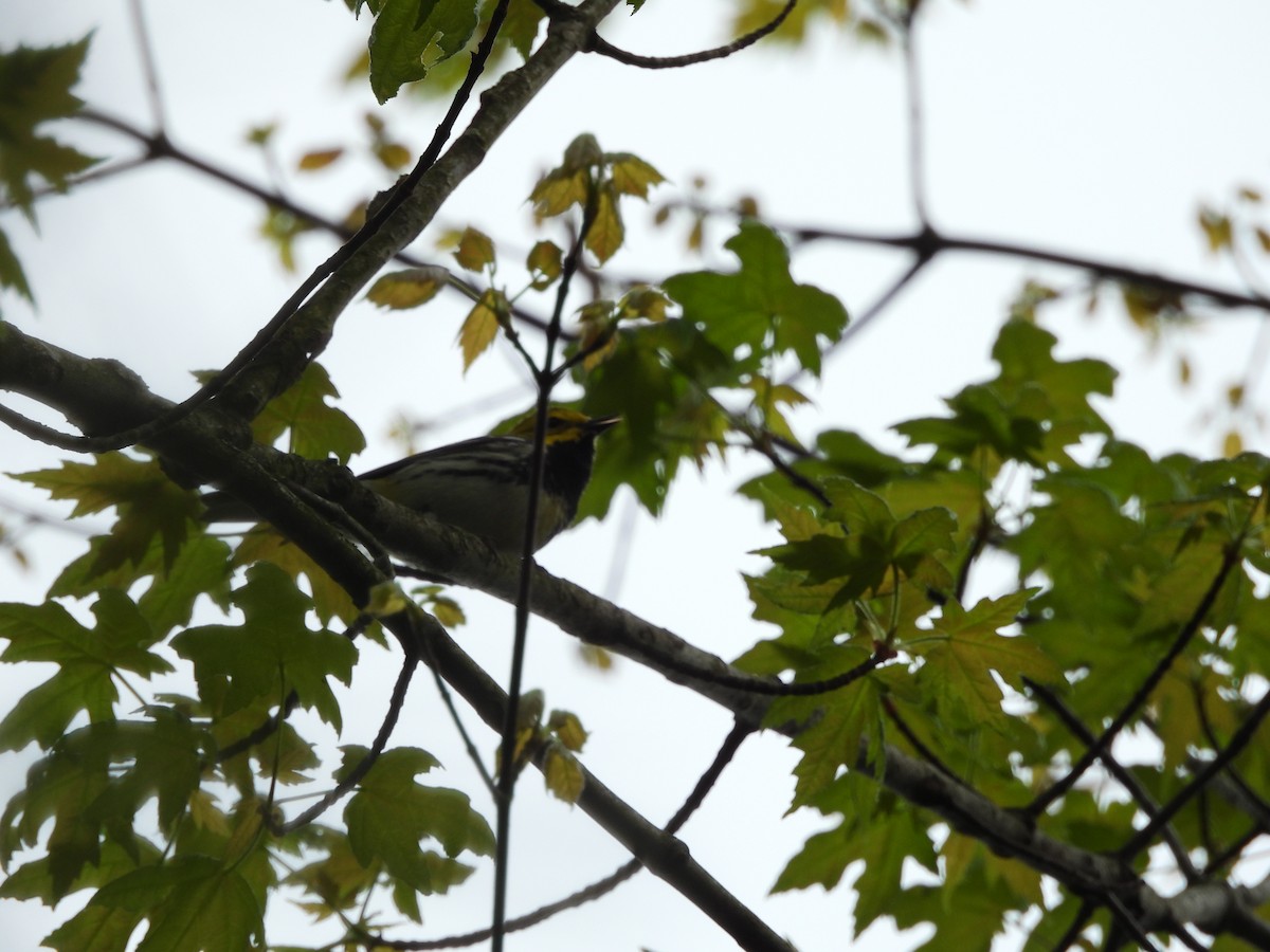 Black-throated Green Warbler - Luke Donahue