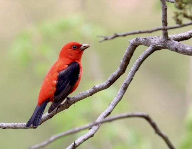 Scarlet Tanager - ML618167044