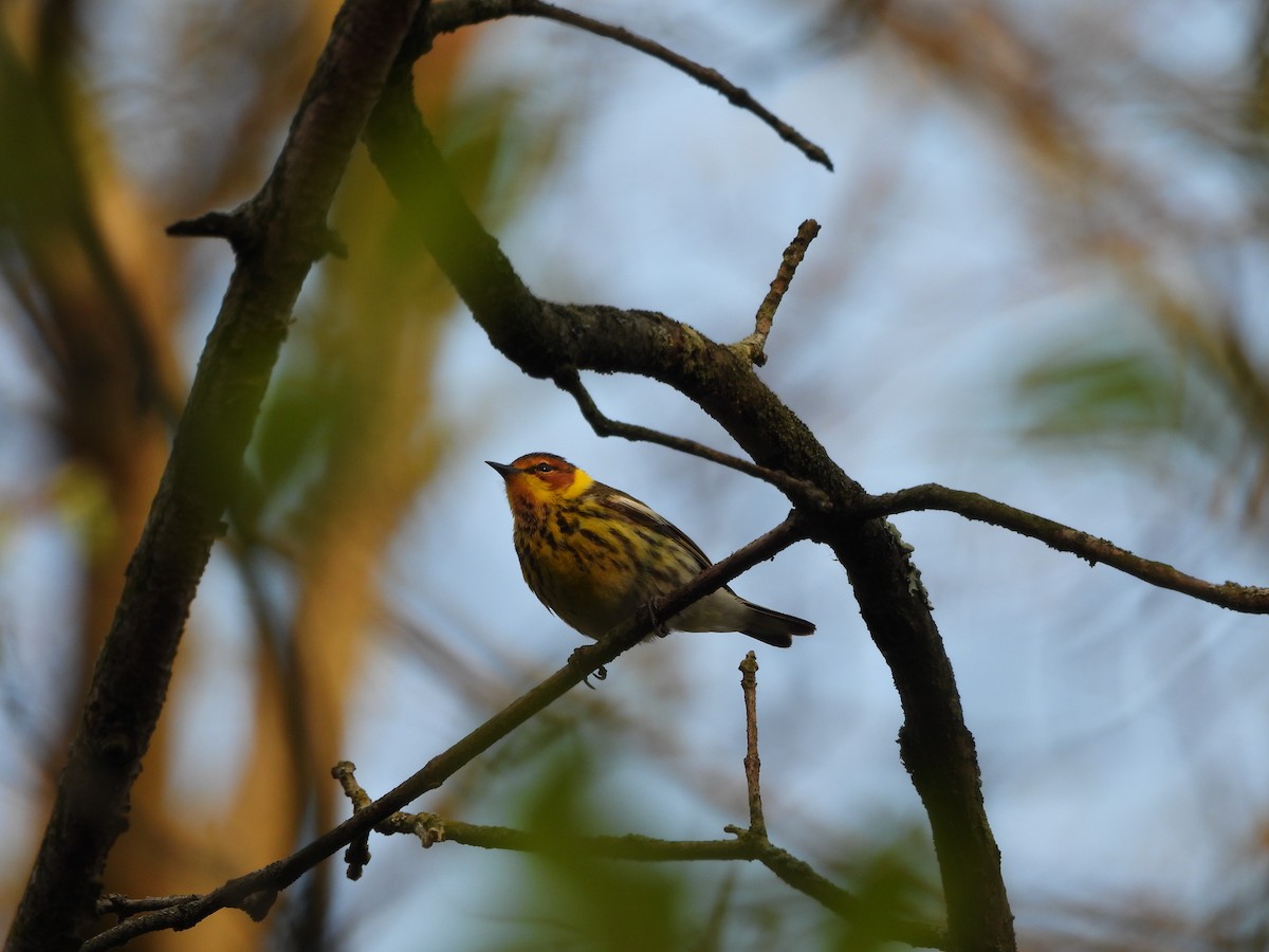 Cape May Warbler - ML618167066