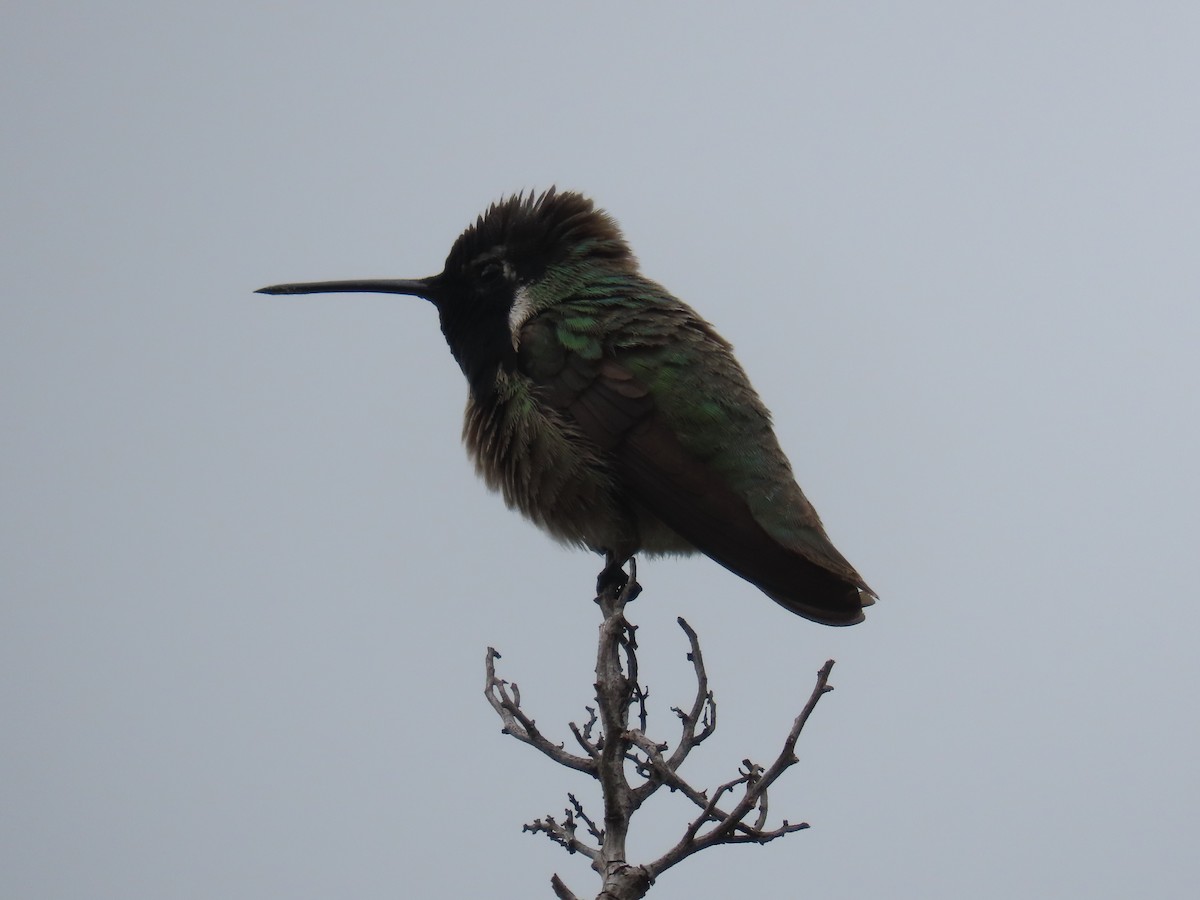 Costa's Hummingbird - ML618167109