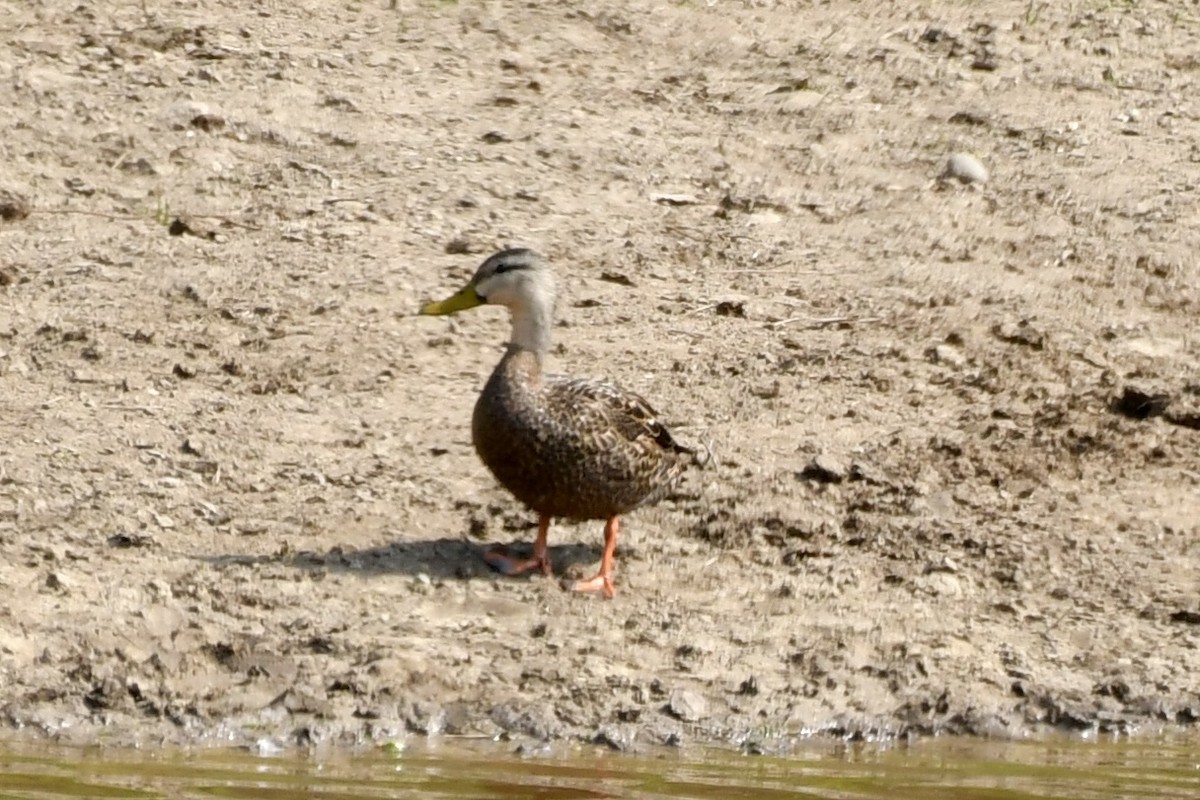 Mottled Duck - ML618167112