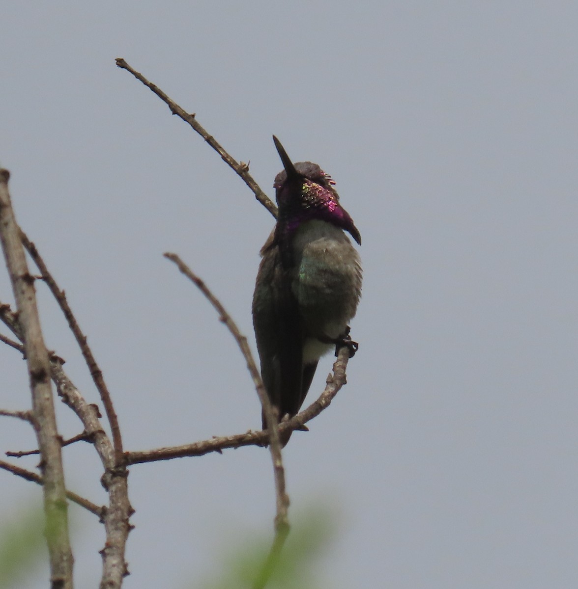 Costa's Hummingbird - Kevin Burns