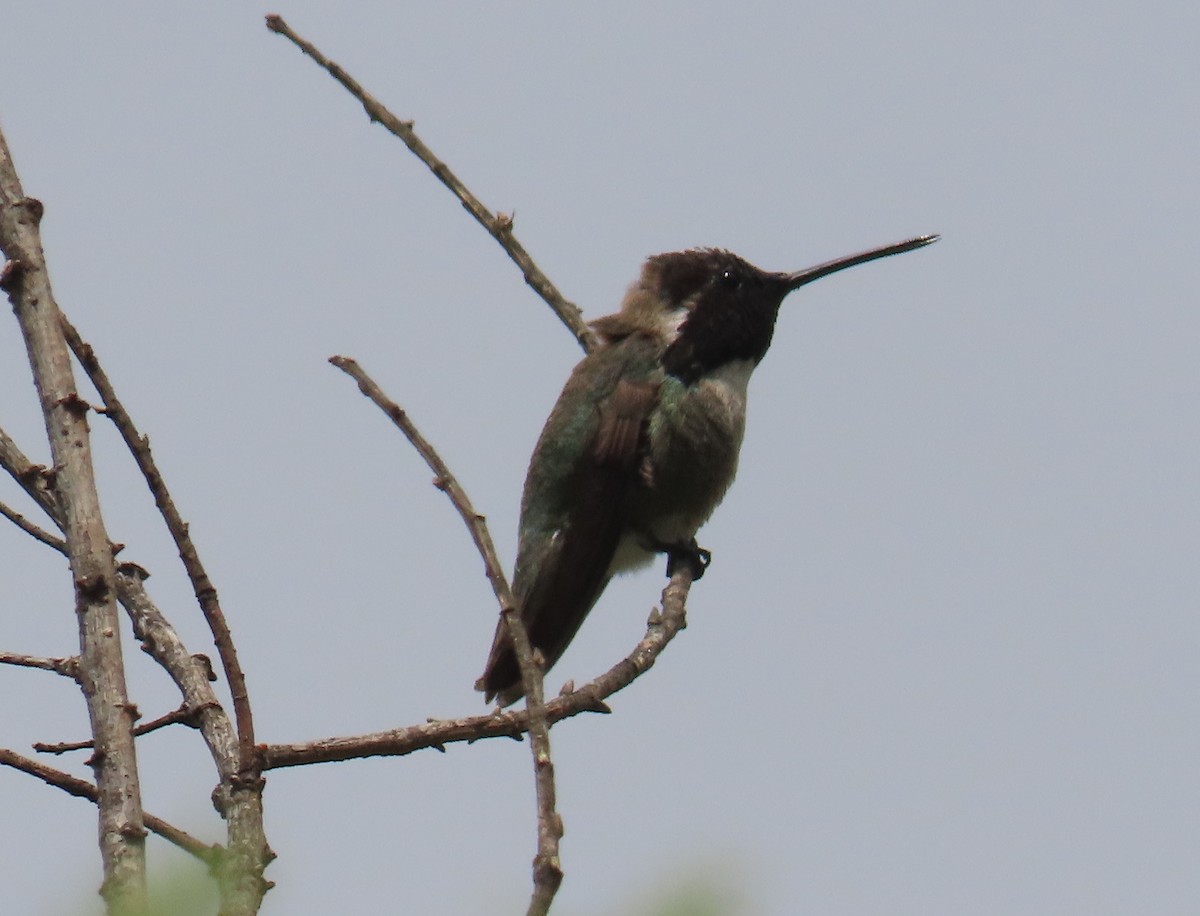 Costa's Hummingbird - ML618167141