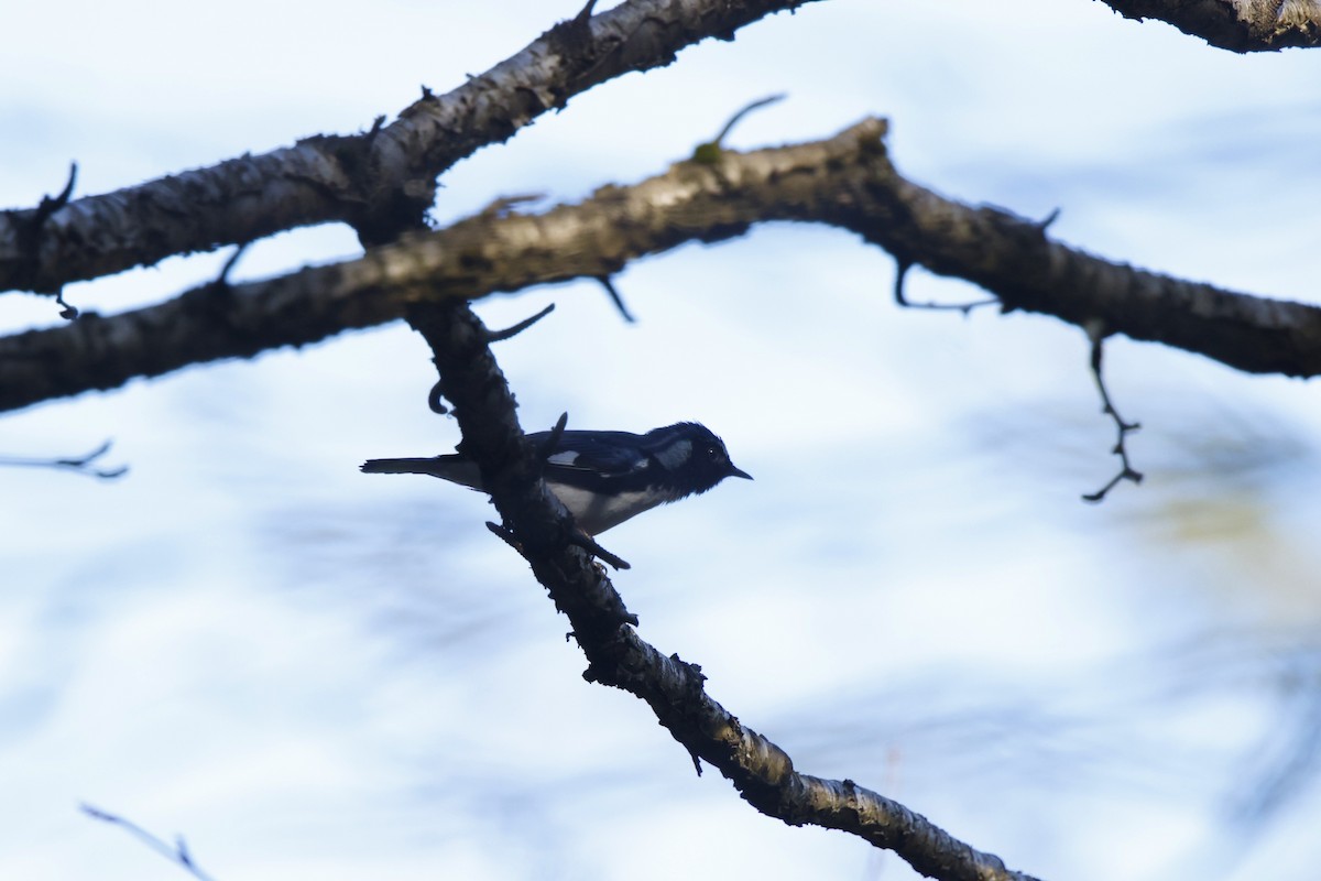 Black-throated Blue Warbler - ML618167148