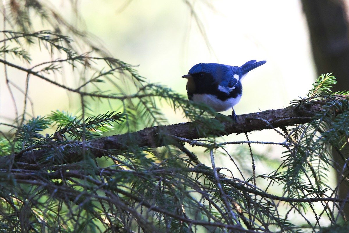 Black-throated Blue Warbler - ML618167149