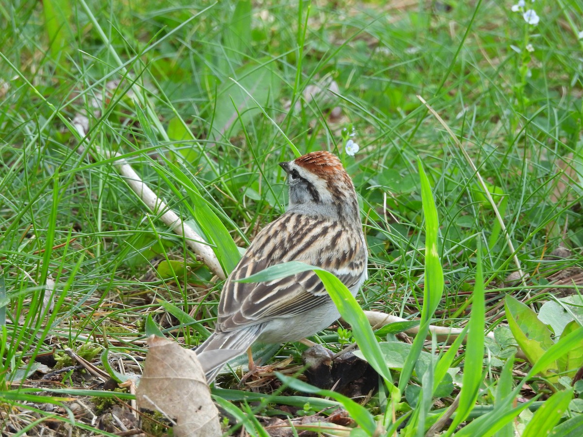 Chipping Sparrow - ML618167182