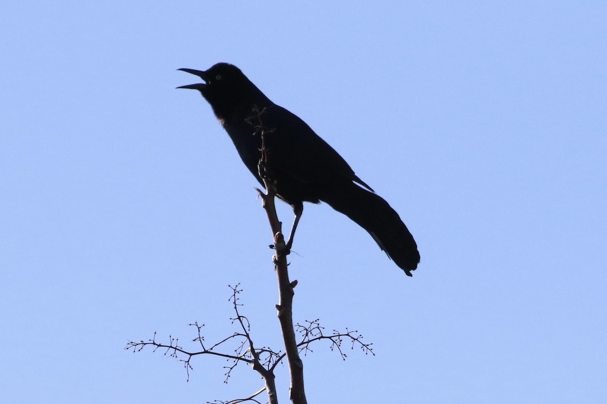 Boat-tailed Grackle - ML618167212