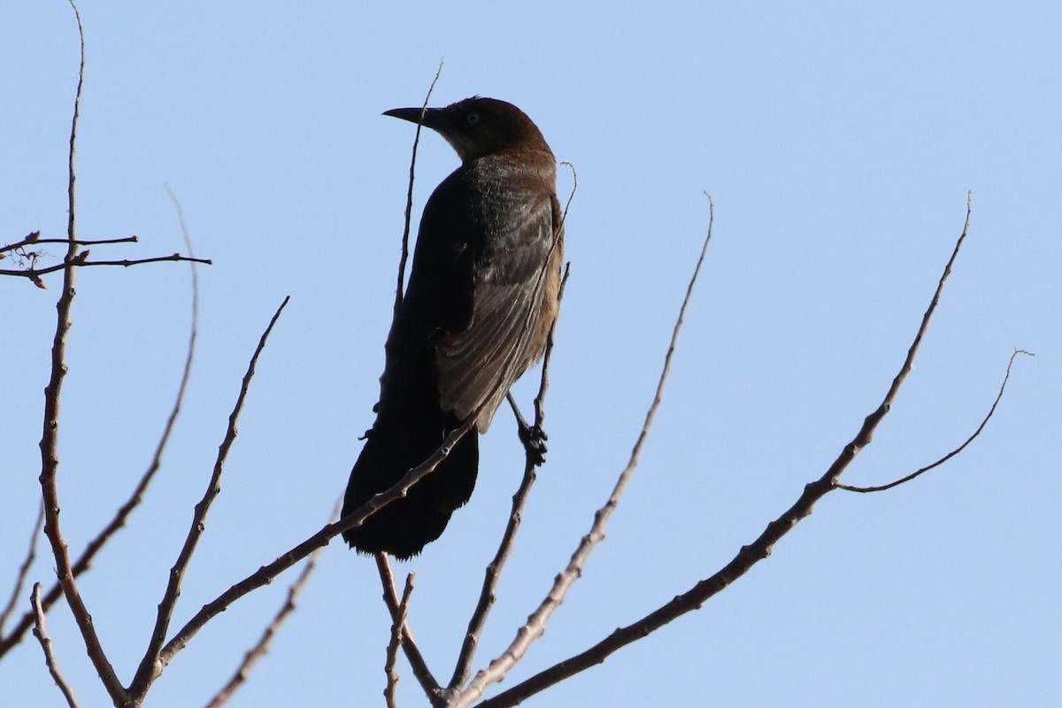 Boat-tailed Grackle - ML618167213
