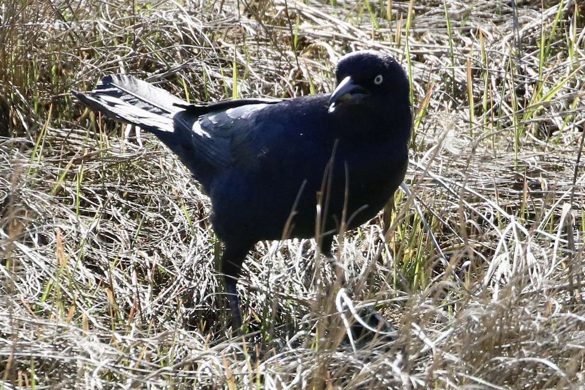 Boat-tailed Grackle - ML618167214