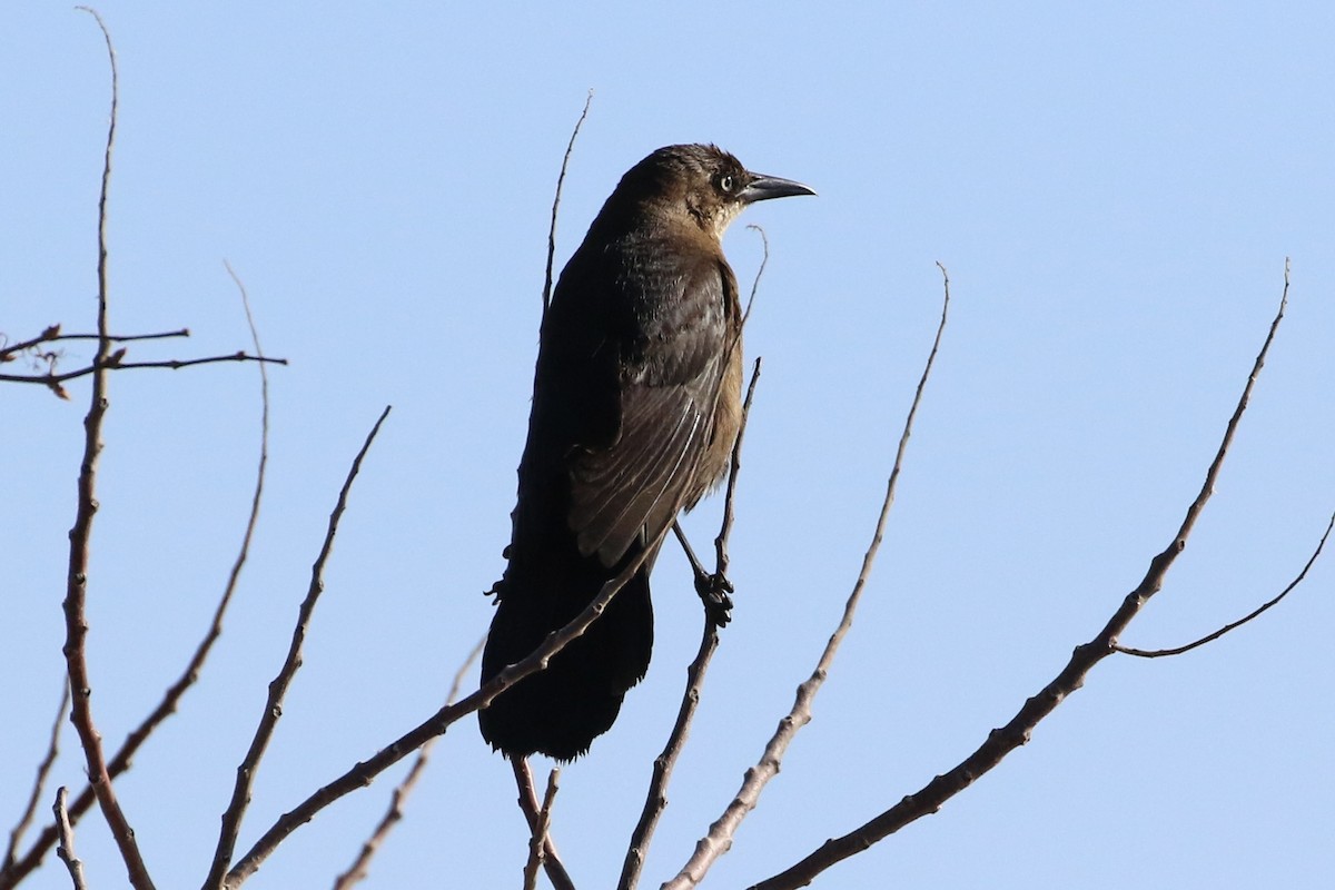 Boat-tailed Grackle - ML618167215