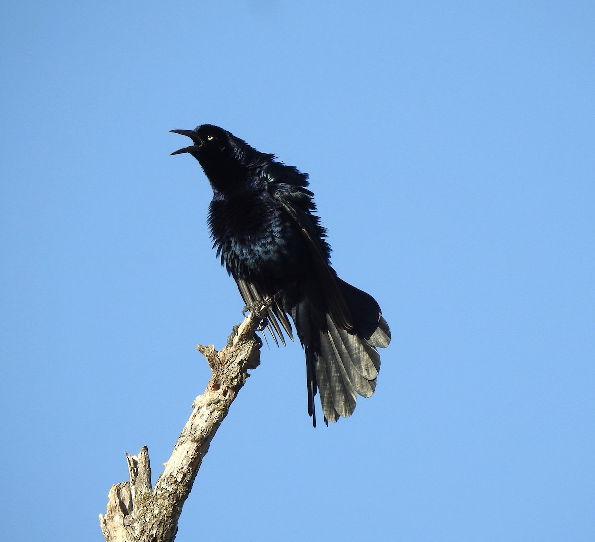 Great-tailed Grackle - ML618167253
