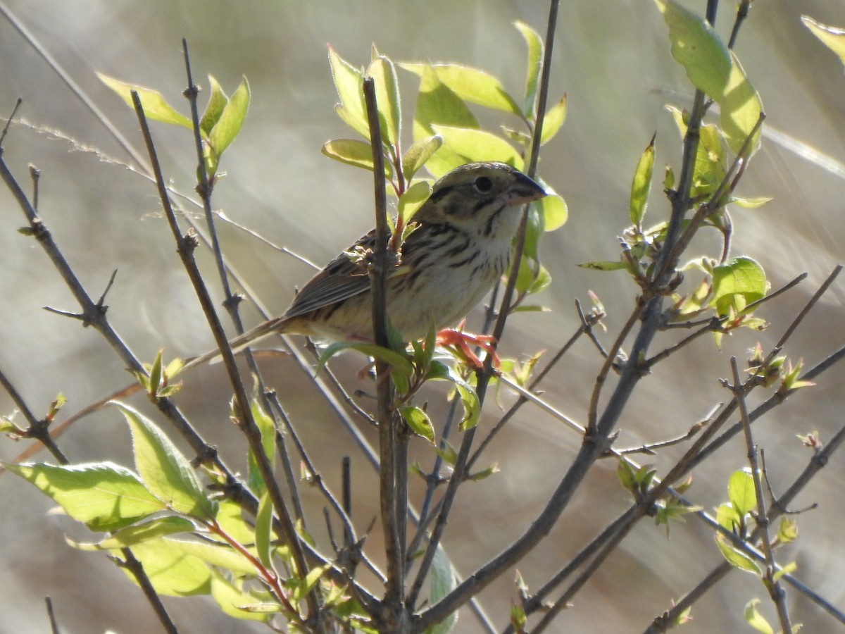 Henslow's Sparrow - ML618167341